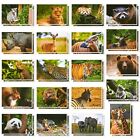 40x Wild Animal Postcards  Tiger  Bear  Giraffe  Elephant  Lion  Zebra  4x6 