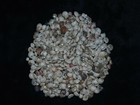 1 2 Pound Of Natural Assorted Umbonium Sea Shells  Beach Decor Craft Tropical