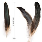 Nature Rooster Tail Feathers-100pcs 8-10inch Long Rooster Tail Feathers Bulk    