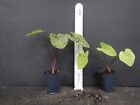   mojito   Elephant Ear Colocasia Esculenta Starter Plant  usa Seller   