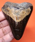 Megalodon Shark Tooth - 2 57  - Real Fossil - Shark Teeth - No Restorations