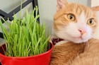 Us Seller Cat Dog Grass Seeds  Super Sweet Oatgrass Seeds  Best Gift For Pets
