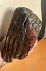 Beautiful Chocolate And Pink Megafauna Tooth Fossil Extinct Florida Mammal