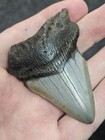 2 3 4  Authentic Prehistoric Megalodon  Fossil Shark Tooth Teeth Free Shipping 