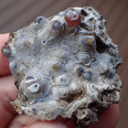 Botryoidal Fossil Coral Geode Fragment Ga Agate Specimen Collection Ocean Wc9