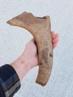 Fossil Megaloceros Irish Elk Antler Piece Germany Poland North Sea Mammoth Saber