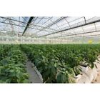 Farm Plastic Supply - 4 Year Uv Resistant 8 Mil Heavy Duty Clear Greenhouse Film