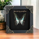 Framed Real Butterfly Taxidermy Wall Art Gothic Insect Display For Home Decor
