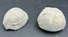 Cretaceous Dino-age Texas Fossil Echinoid Holaster Sp Urchin Pair  Fort Worth Fm