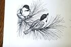 Orig  Pen   Ink Drawing Black Capped Chickadees White Pine Illustration Chicadee