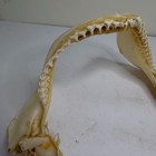 Real Bull Shark Jaw Teeth Bone Taxidermy Ocean Specimen Display Collectible