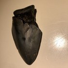3 6    Megalodon Shark Tooth Fossil Kids Gift Fossil Teeth Present Nc Sharks Rare