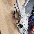 European Mount Skull Hanger Deer Skull Mount Euro Mount Skull Hanger Deer Hook