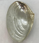 Wallace Sterling Silver Clam Shell 393 Trinket Candy Nut Bon Bon Dish Bowl 92g