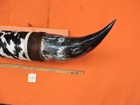 Mounted Steer Bull  Horns 4 0  Tip To Tip  391 Bull Horn Longhorn 25 1 2  Base