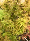 Japanese Maple Eight Varieties Of Your Choice   50 To Choose From   New Choices 