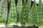 Aloe Saponaria Leaves Fresh Cut 2-1 2 Pounds Organically Grown                           
