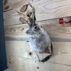       authentic Jackalope Taxidermy Mount     Original Wyoming Folk Art     Lodge Decor