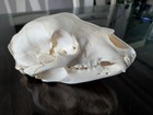 Extra Large Black Bear Skull Adirondacks - Whitened With Hydrogen Peroxide