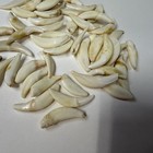 Lot Of 50 Damaged Cracked Coyote Fangs Teeth Goth Real Taxidermy Cleaned  3975