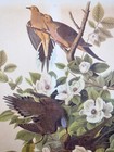 Doves   Art Print Audubon Bird Print Mourning Dove Zenaidura Macroura  9  By 12 