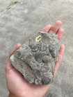 Fossil Plate Brachiopods Treane