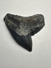 Large Tiger Shark Tooth Fossil Teeth Florida