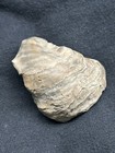 Big   Pristine    devils Toenail  Texas Fossil Bivalve Oysters Texigryphaea Navia 