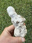 1715 Treasure Fleet Shipwreck Recovered Large Encrusted Object Spike Hoop