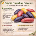 Fingerling Seed Potatoes Variety Pack   Red  Yellow   Purple  3 Pounds  