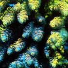 Wysiwyg Tia Chromaflair Grafted Tenuis Acropora Frag - Sps Coral - Live Coral