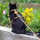 Cat Harness With Airtag Holder   Leash     Escape Proof  Adjustable For Walking