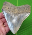 4 50     Megalodon Shark Tooth Real Fossil No Restorations