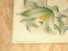 Victorian Lithograph Copyright 1906