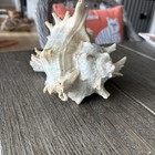 Large Natural Conch Seashell Murex 7 - 8  Rare Real Aquarium Home Decor