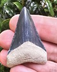 Bone Valley Megalodon Shark Tooth Fossil