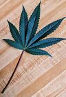 Real Cannabis Leaves S m l Organic Healthy Fresh Washed Harvested Shipped
