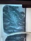Vintage Microscope Slide Negative Lot Science Botany Plants Bugs Photomicrograph