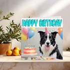 Border Collie Birthday Card - Fun Dog - 145 145 X 145mm  White