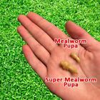 Superworm Pupas