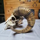 Bighorn Sheep Ram Skull Replica Large Curled Horns Home Decor Wall Trophy