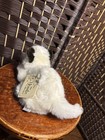Russ Yomiko Collection Siamese Cat Plush W Tag
