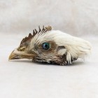 Chicken Rooster Head Mount Specimen Crafts Taxidermy Oddity Curiosities