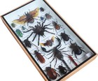 Insect Taxidermy Collection Shadow Box Spider Scorpion Beetle Wood Glass Display