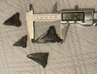 Lot Of 4 Hastalis Shark Teeth Fossils Largest 2 28 Inch From Sc