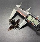 Hymenoptera Sp  Length 41mm    1 Pc