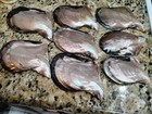Wing Oyster Pearls