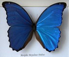 Giant Blue Morpho Menelaus Didius Real Butterfly Taxidermy Framed Shadowbox