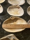 30 Lot Of Natural 5   to 6    Lg  Seashells Clam Sea Shells Long Island Ny Beaches