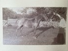 Antique Vintage Photo Man Feeding A Horse L b  Howard Photographer Brockton  Ma